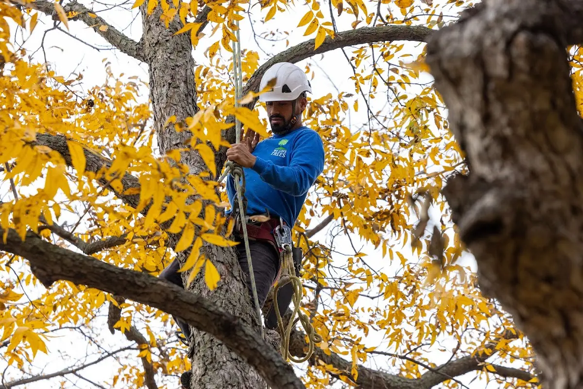 Skilled Tree Transplanting crew working in Cooke City